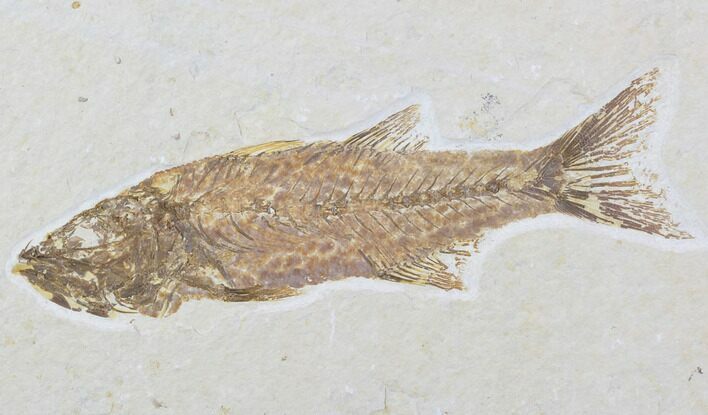 Excellent, Mioplosus Fossil Fish - Wyoming #89640
